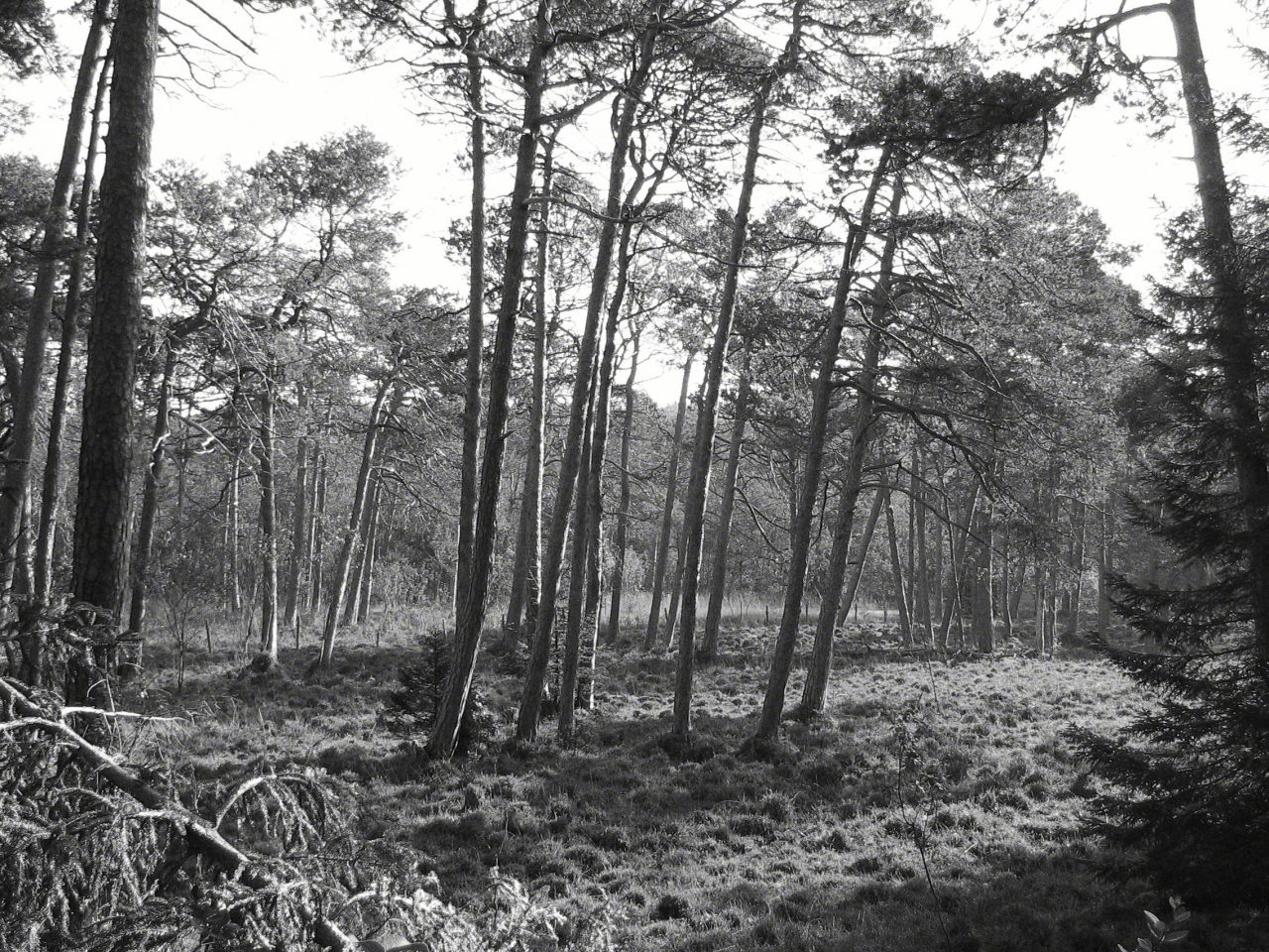 A Bavarian forest